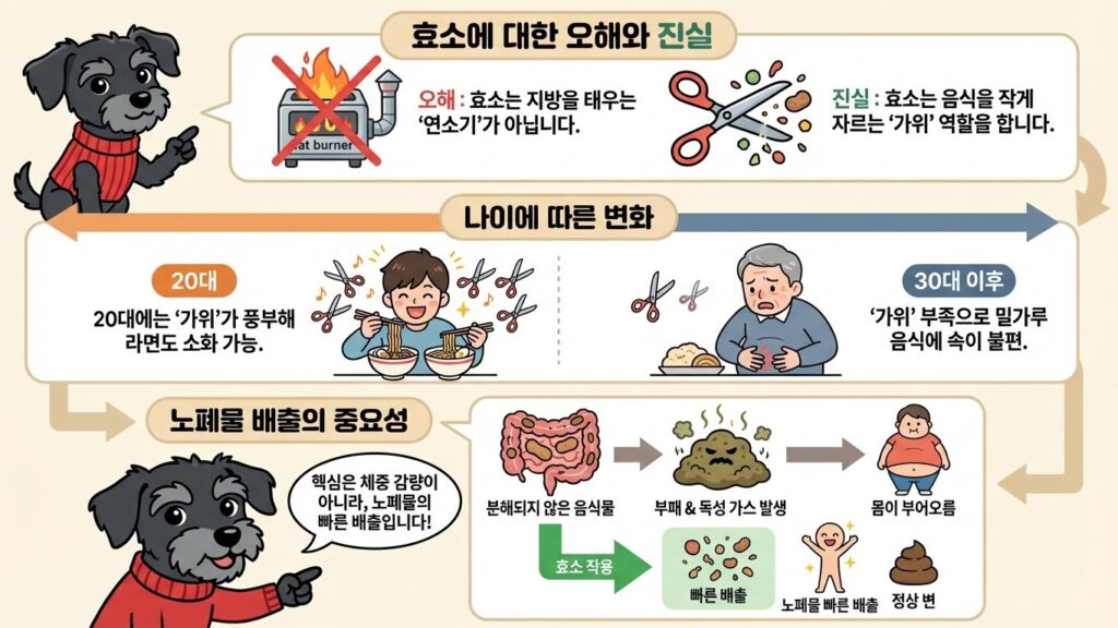 야식 먹고 다음 날 1kg도 안 찐 비결: 소화효소 내돈내산 2주 다이어트 효과와 진실 (붓기, 변비) 4 소화효소